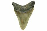 Serrated, Fossil Megalodon Tooth - North Carolina #294476-1